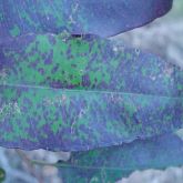 Purple leaf spots associated with <em>T. epicoccoides</em> on upper surface of <em>Eucalyptus grandis</em> leaf 