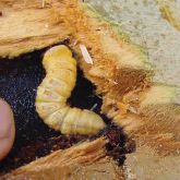 Close up of longhorn larva. Creamy coloured bug with a persons finger for size comparison