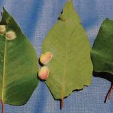 Typical Ophelimus wasp galls on Dunn's white gum <em>(Eucalyptus dunnii)</em> leaves