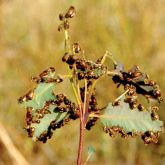 Swarming scarab beetles (<em>Automolius</em> species) feeding on a eucalypt seedling