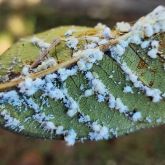 Thick white coating from mealybug infestation on the underside of a leaf
