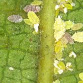 Male and female insects clustering on the underside of a leaf