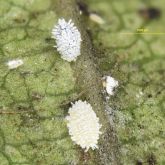 Male and female insects clustering on the underside of a leaf