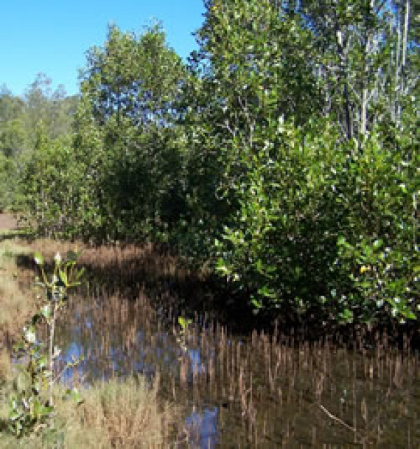 Grey mangrove tree