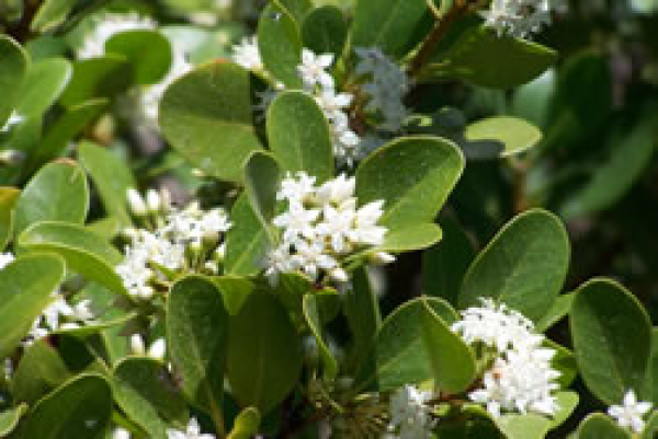 River mangrove flowers