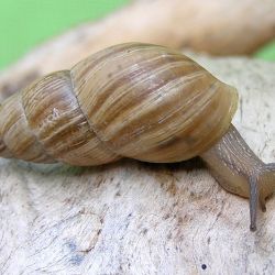 A brown adult snail with a striped shell