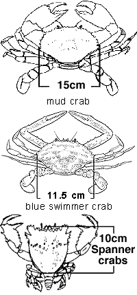 An image of minimum crab size limits in Queensland fisheries.