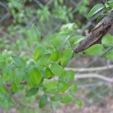 Bridal creeper leaves