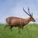 Thumbnail of Hog deer