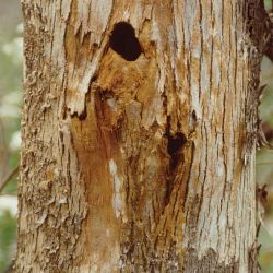 Hole in tree trunk