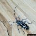 Thumbnail of Exotic longhorn beetles