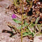 Leafroller caterpillar damage; note the curled leaves and defoliation
