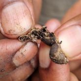Person holding coffee bean between finger tips, broken open to show a heavy infestation of coffee berry borer