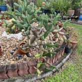 plants in a garden bed filled with stones and  Flowering cacti, 