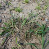 Immature fire ant nest