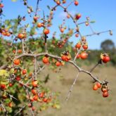 African boxthorn fruit