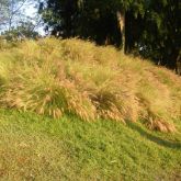 African fountain grass infestation