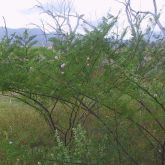 Mimosa pigra plant form