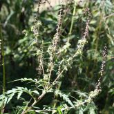 Annual ragweed in flower