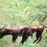 Water mimosa roots