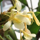 Yellow ginger flower close-up