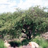 Chinee apple on rocky hill