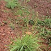 Gamba grass plants