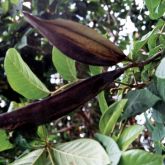 African tulip tree pod