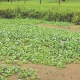 Water hyacinth infestation