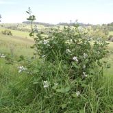Blackberry plant