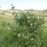 Blackberry plant