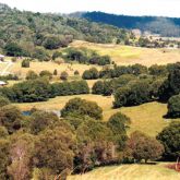 Camphor laurel infestation