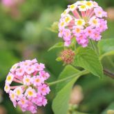 Lantana flowers and leaves