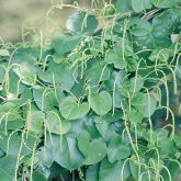 Madeira vine plant