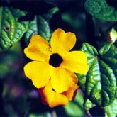 Black-eyed Susan flower