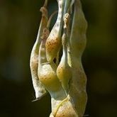 Golden chain tree seed pod