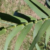 Giant reed leaves