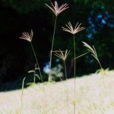 Rhodes grass plant form