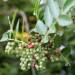 Thumbnail of Broad-leaved pepper tree