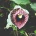 Thumbnail of Dutchman's pipe