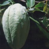 White moth vine fruit close-up