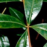 Yellow allamanda leaf