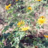 Japanese sunflower leaves and flowers