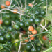 Thumbnail of Climbing asparagus fern