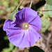 Thumbnail of Blue morning glory