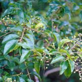 Small leaf privet leaf and fruit