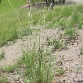 Giant Parramatta grass roadside