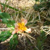 Hudson pear brown-spined flower