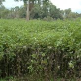 Noogoora burr infestation