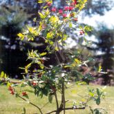 Ochna plant